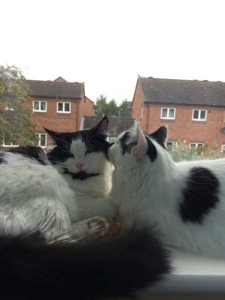 Going to meet this cat at the rescue home tomorrow