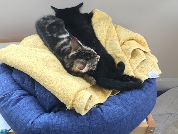 Kittens - things to consider