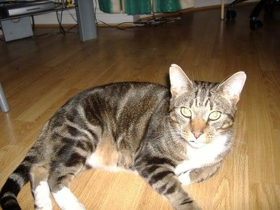 Please give me some "my cat did a legger then turned up fine" stories, just do I can hope!