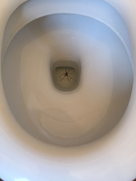 To show you a picture of a spider