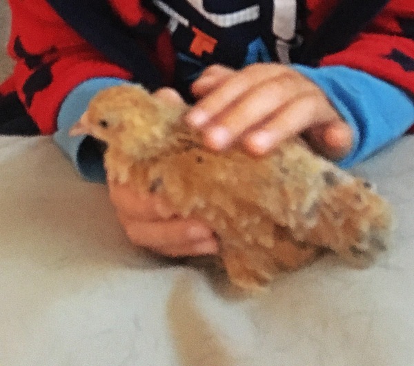 New chicks :)