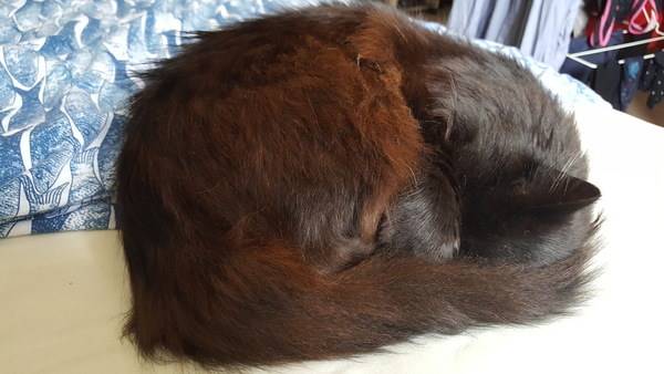 Cats still catting away part 5