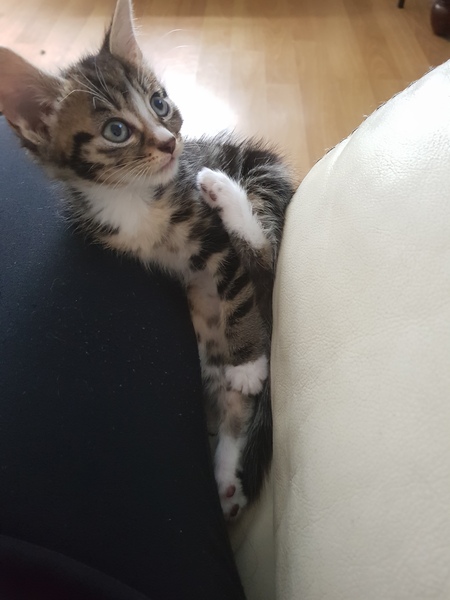 Should I get a third cat?
