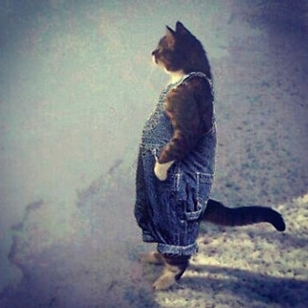 To think cats can't "stand"?!