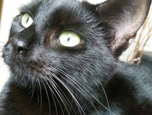 Newboy: sequel that's better than the original