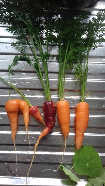 Allotment/Veg patch thread 11 'We bid  farewell to rainbow leaves but will keep plotting along'