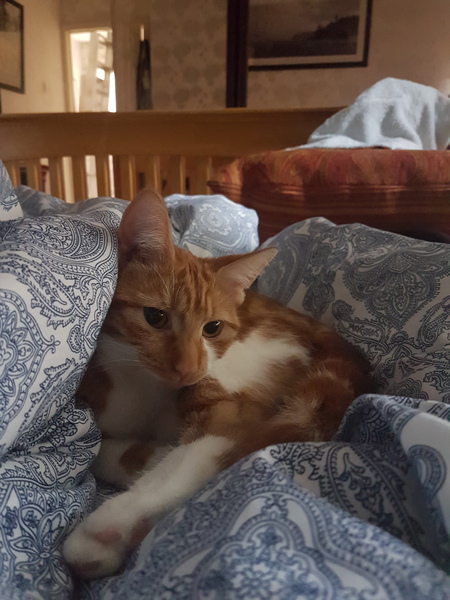 Cats still catting away part 5
