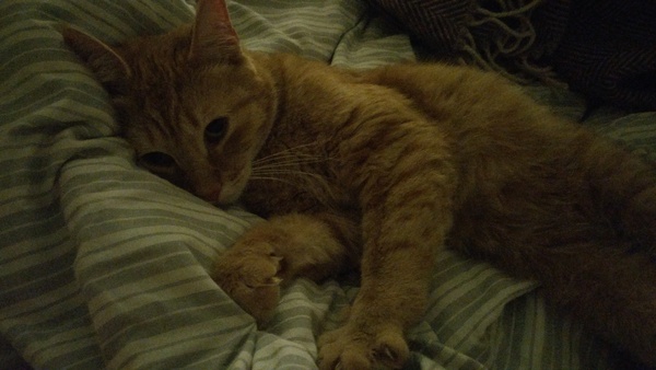 Spotty ginger is back