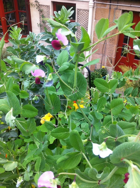 Westminstenders: Russian Chatbots Take Over Brexit Debate