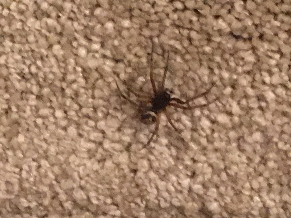 To show you a picture of a spider