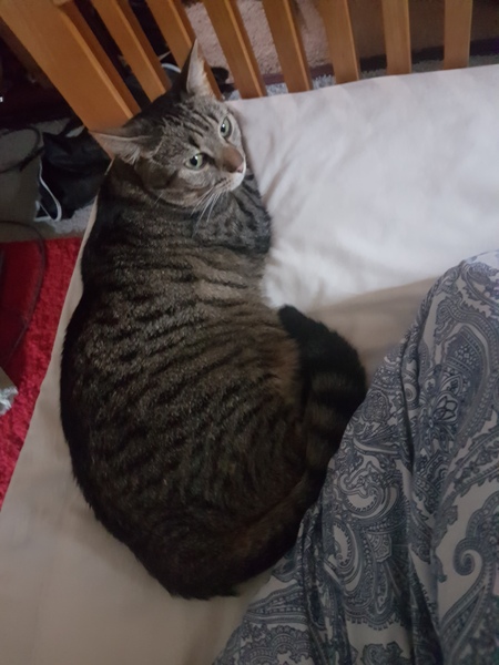 Cats still catting away part 5