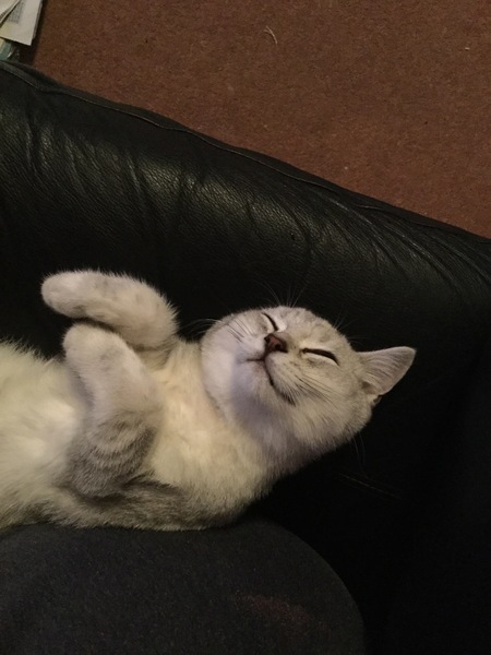 What I wasn't expecting when I got cats