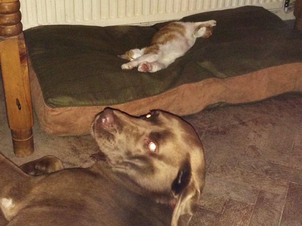 To rehome a dog when DH doesn't like dogs