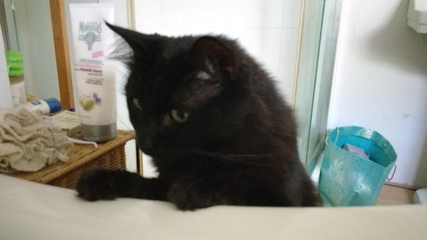 Is the cat... worried about me?