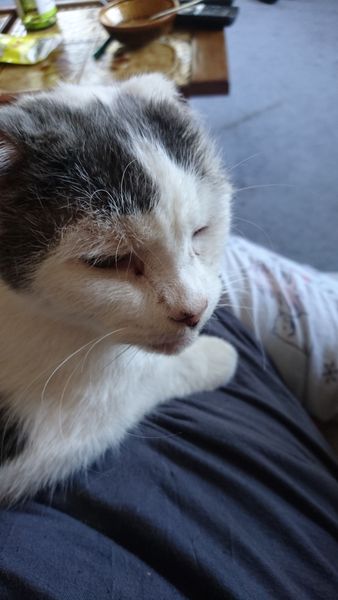 So I went to the adoption centre
