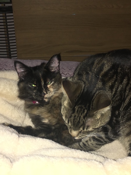 Cats still catting away part 5