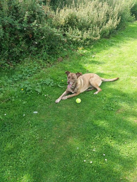 Collie whippit greyhound cross