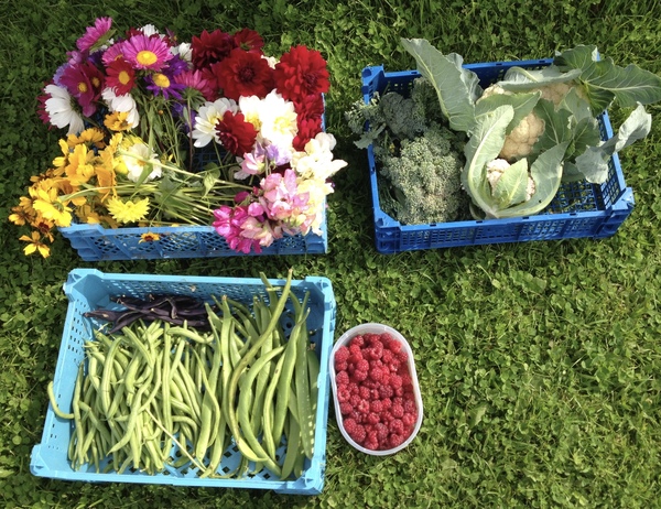 Allotment?Veg Patch Thread 10 - Plotmenters  busy into summer ! and loving James Wong