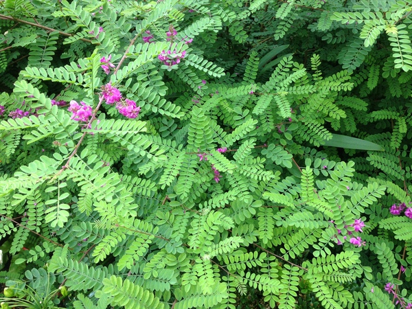 What is this tree?