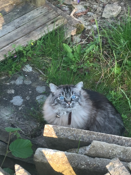 Best breed for indoor cat?