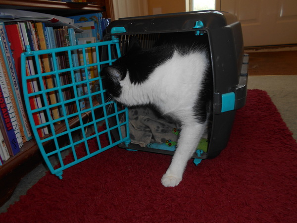Cats still catting away part 5