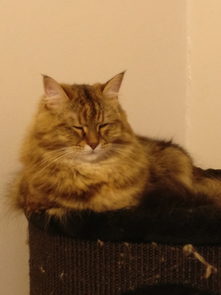 Best breed for indoor cat?