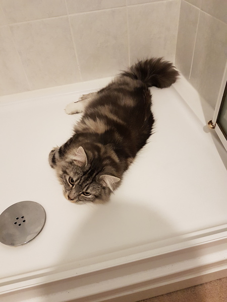 Cats still catting away part 5