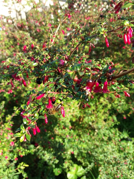 What is this plant, please?