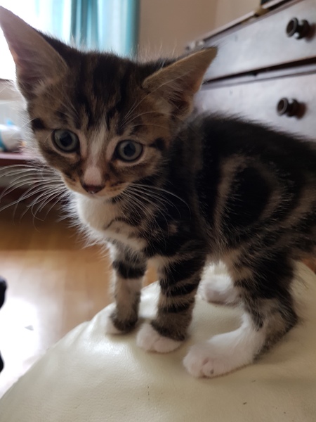 Should I get a third cat?