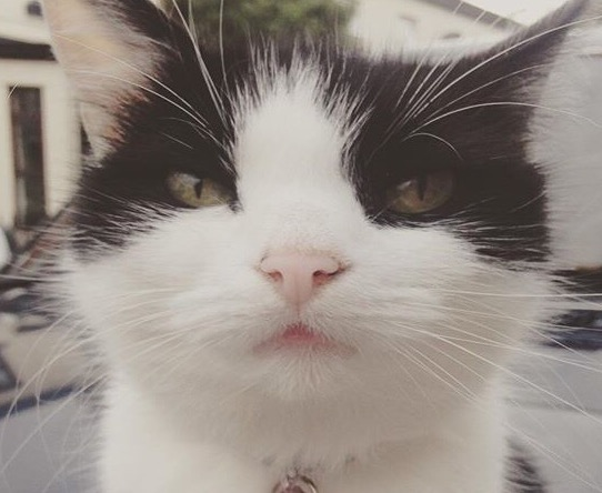 To think cats are middle class?