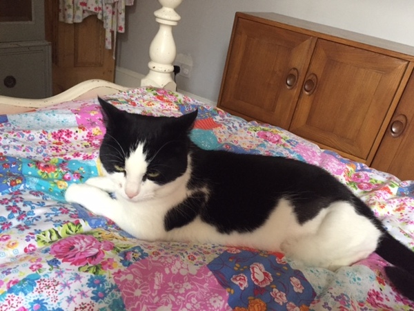 Going to meet this cat at the rescue home tomorrow
