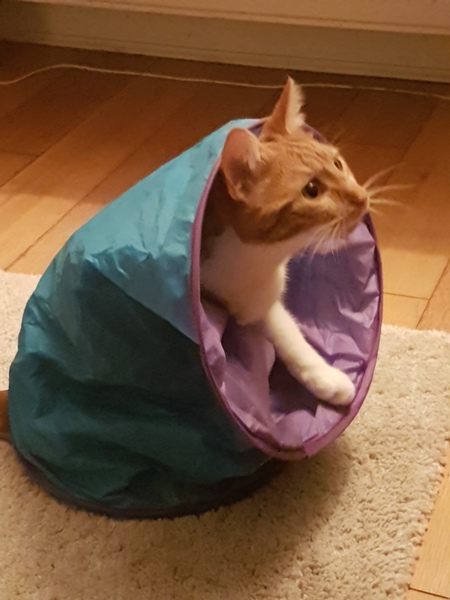 Cats still catting away part 5