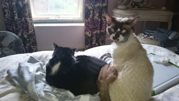 Cats still catting away part 5