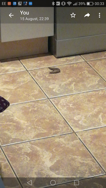 Home alone, no salt, slugs in my kitchen