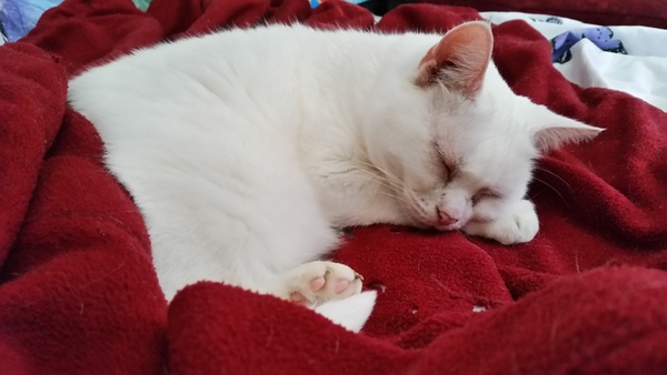 Cats still catting away part 5