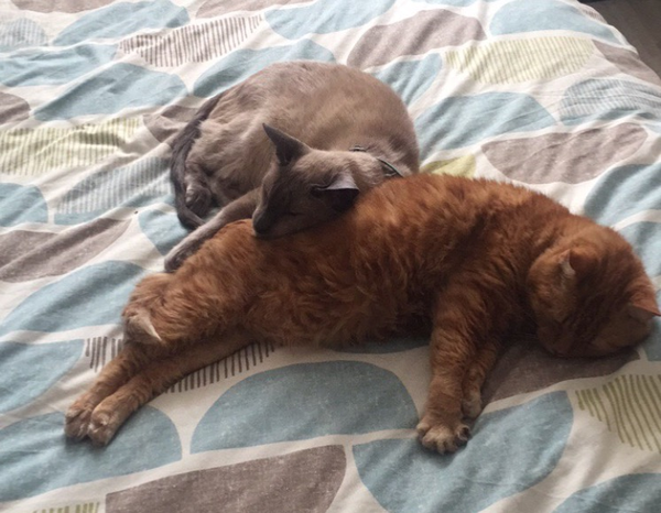 Siamese kitten living with non Siamese cat