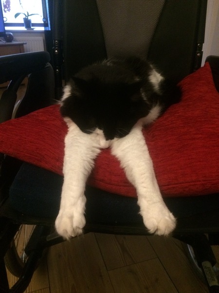 Cats still catting away part 5