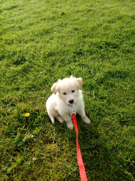 Puppy Survival thread part 4