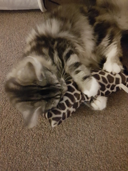 Cat toy recommendations