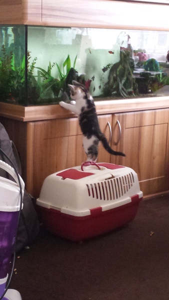 So sad for my DCat.