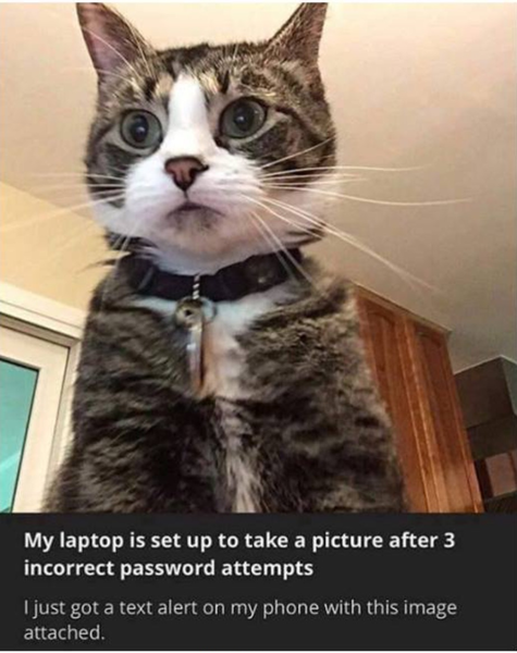 Can we have a funny cat stuff from the web thread?