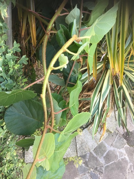 Is this Japanese Knotweed?