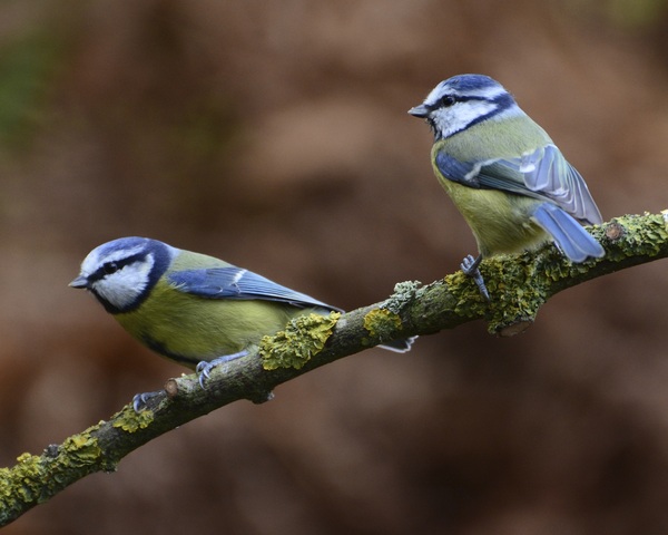 I would LOVE a conversation with an adult!