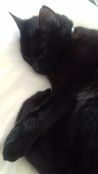 Had a fight with my cat over