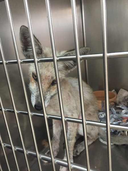 To help a mangy scrap of fox UPDATE