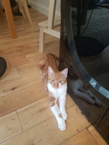 Cats still catting away part 5