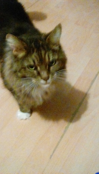 Cats still catting away part 5