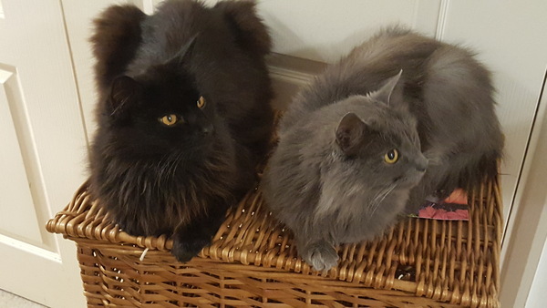 Cats still catting away part 5