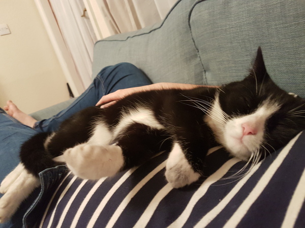Kitten
