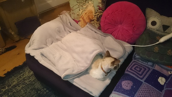 Cats still catting away part 5